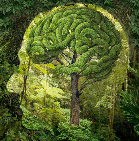 Nature brain